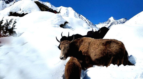 Throng La Pass Trek